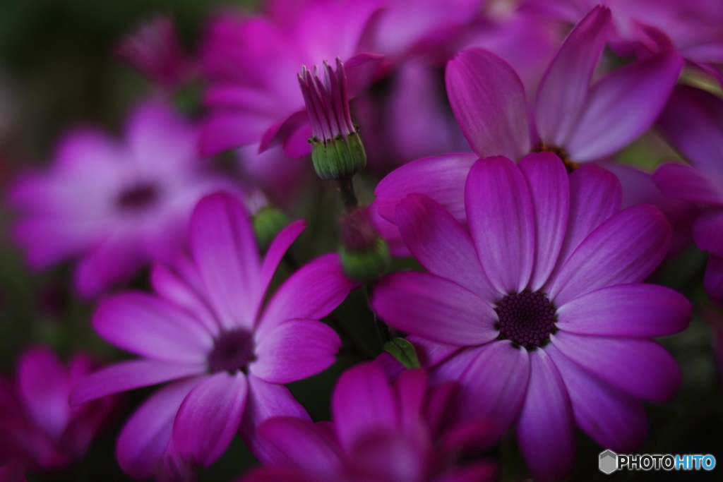 Purple cineraria2