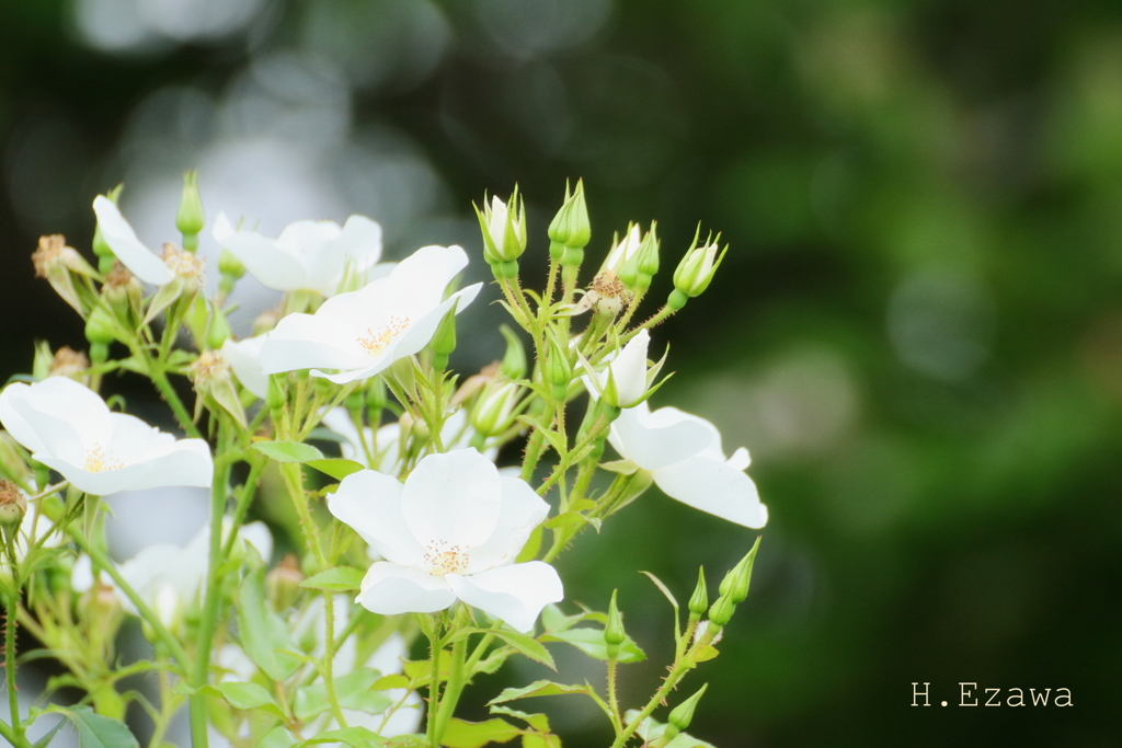 一重薔薇
