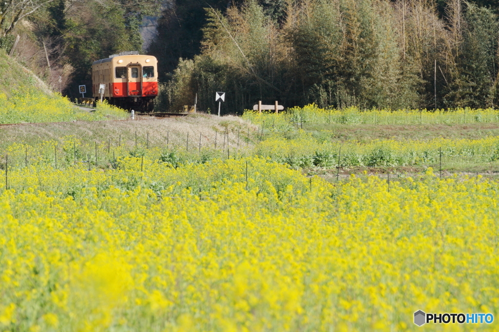 菜の花畑と小湊鉄道