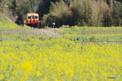 菜の花畑と小湊鉄道