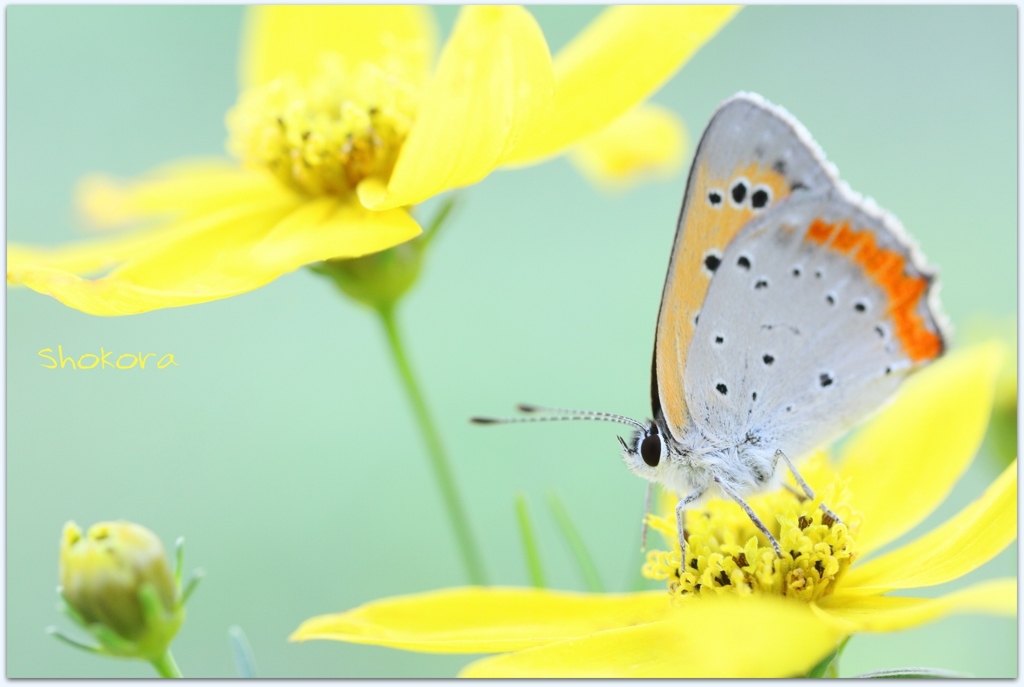 On a yellow flower