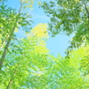 Bamboo forest