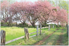 牧場の春Ⅱ