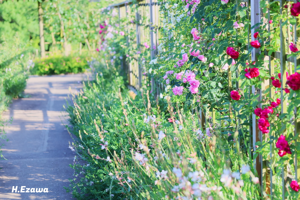 in the rose garden18