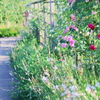 in the rose garden18