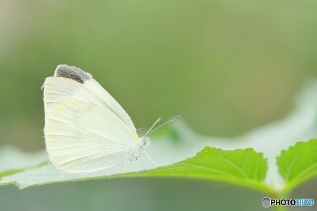 Ｍon- white