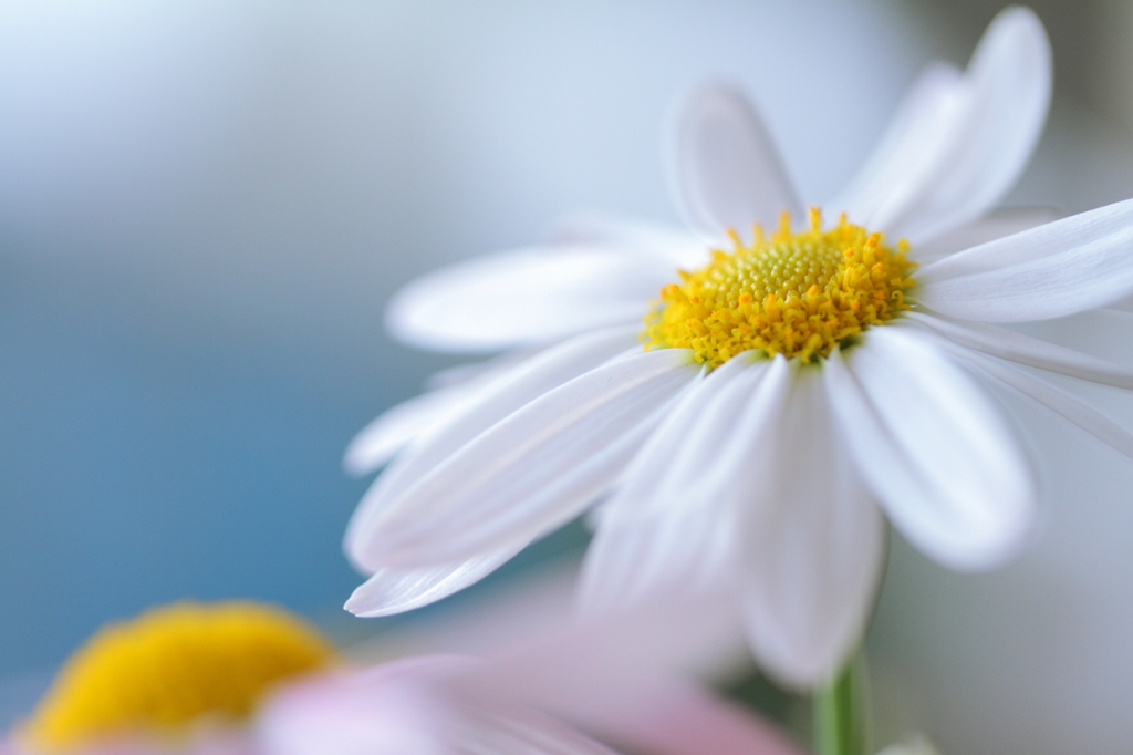 White marguerite