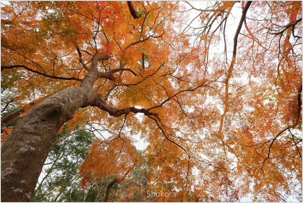 十枝の森の紅葉7