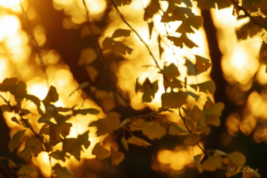 銀杏の枝Ⅱ