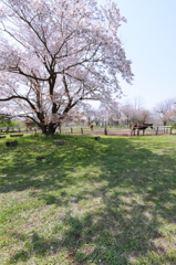 桜木陰