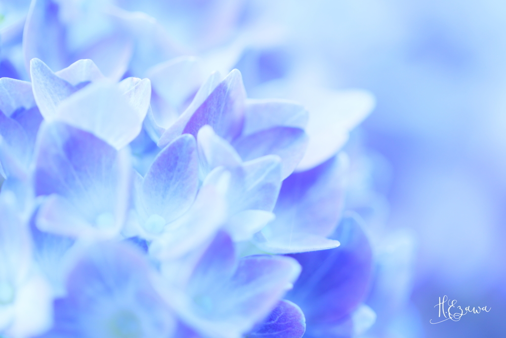hydrangea2