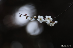白梅の枝