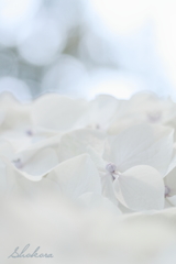 Pure white hydrangea