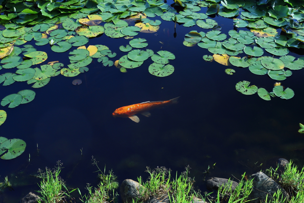 pond