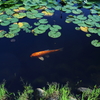 pond