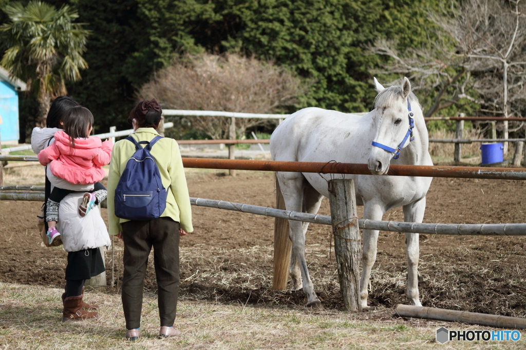 お馬さん、こんにちは(^^♪