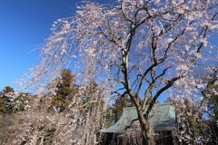 栄福寺の枝垂れ桜again