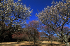 梅園の青空