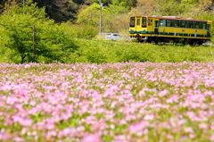 線路のある風景～レンゲ畑～