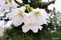 雨上がりの桜