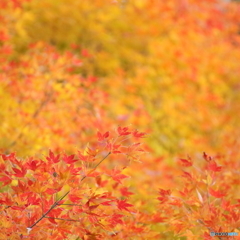 Orange gradation