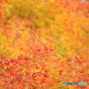 Orange gradation