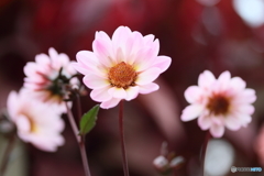 Cute dahliaⅡ