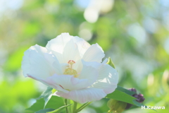芙蓉