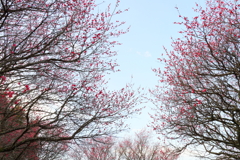 梅園の空