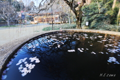 梅花散る手水鉢