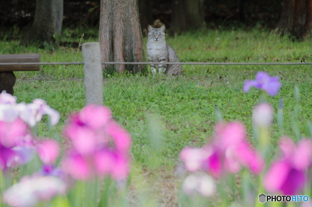 菖蒲園のねこ