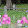 菖蒲園のねこ