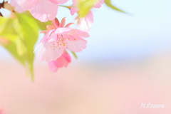 河津桜3