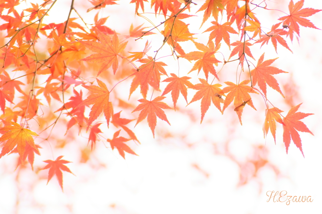 momiji5