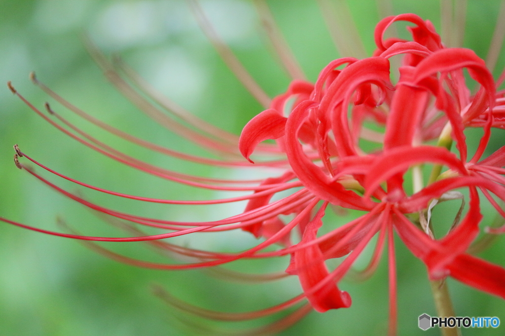 Red passion