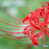 Red passion