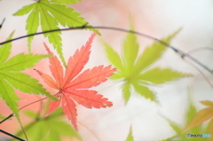 私から