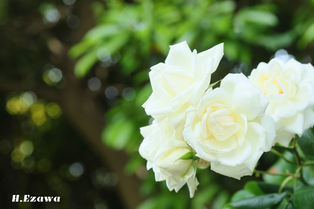 white rose