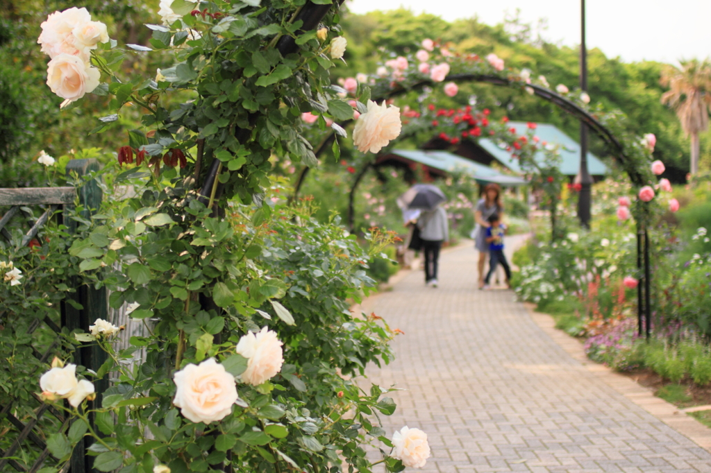 Rose arch