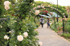 Rose arch