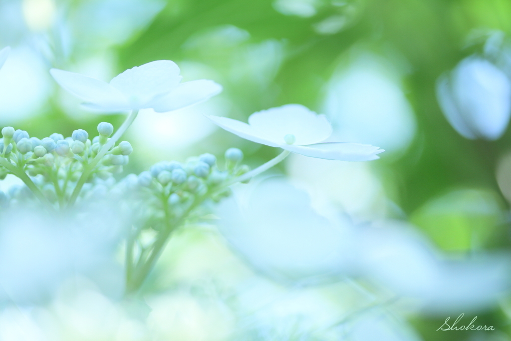 Fairy dance