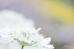Fine affection2