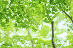 みどりもみじ