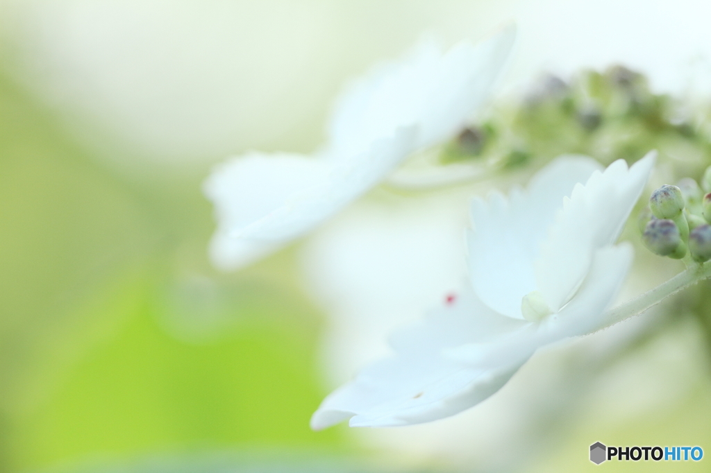 White hydrangea