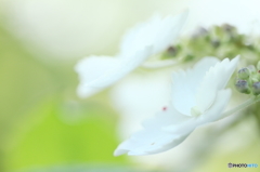 White hydrangea