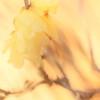 素心蝋梅