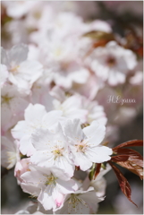 山桜の白