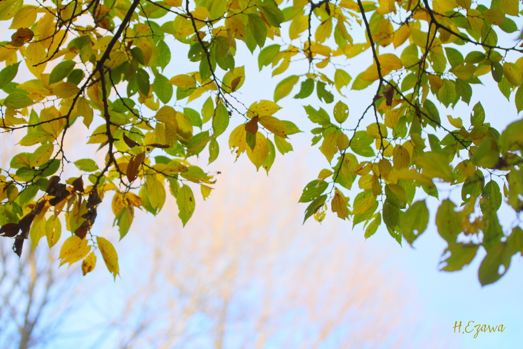 Autumn leaves