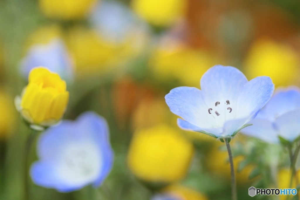 Blue in yellow