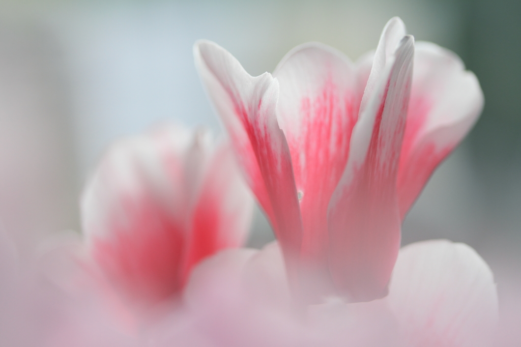 Fragrance